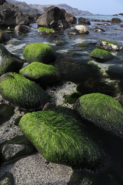 IMG_2472藻の石