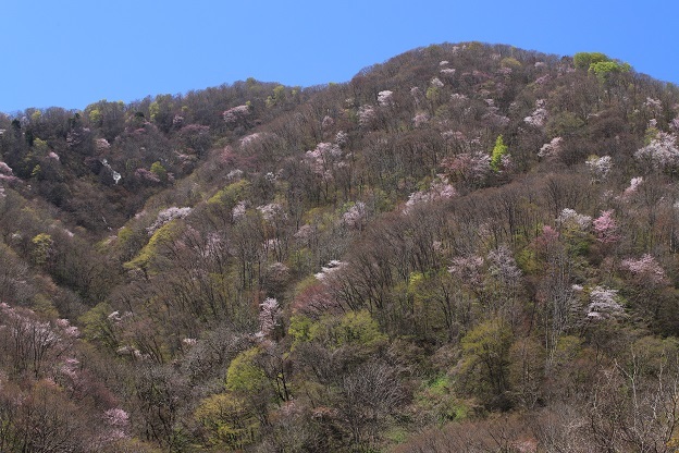 IMG_8776山桜