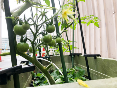 プチトマト誘引栽培