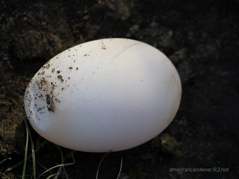 カナダ雁の卵