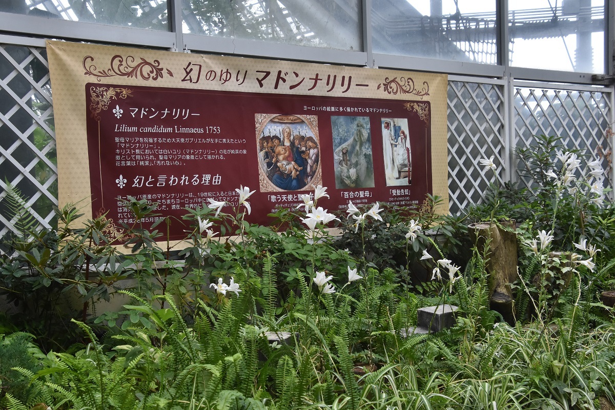 花の文化園マドンナリリー (9)