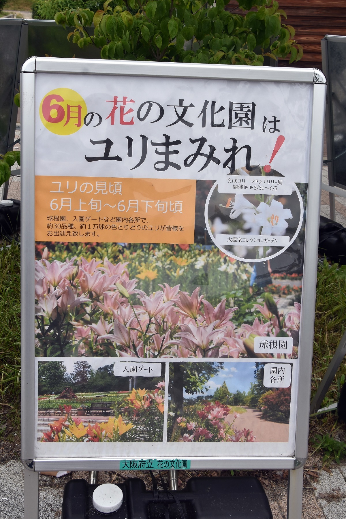花の文化園ユリまみれ (28)