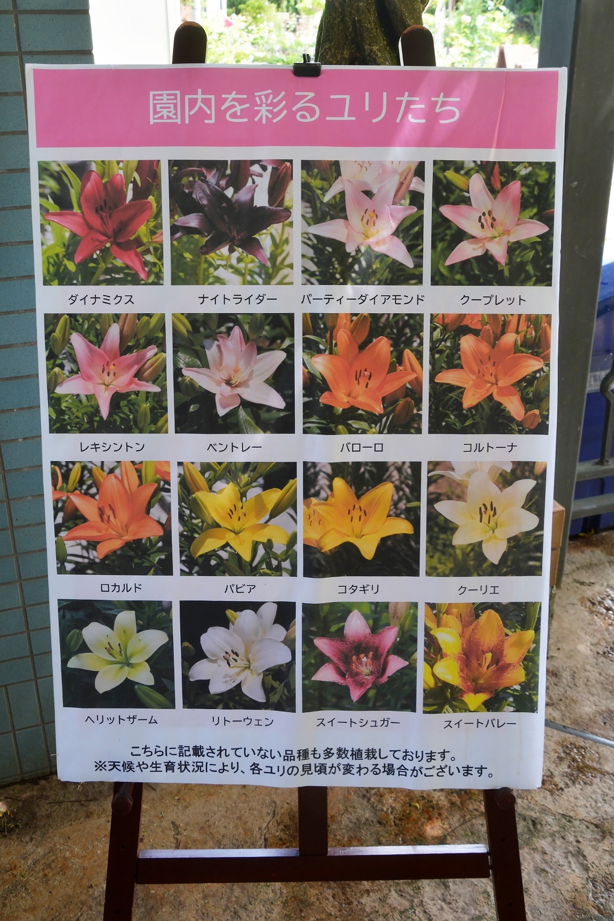 花の文化園ユリまみれ (028)
