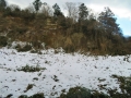 笹薮を覆う雪