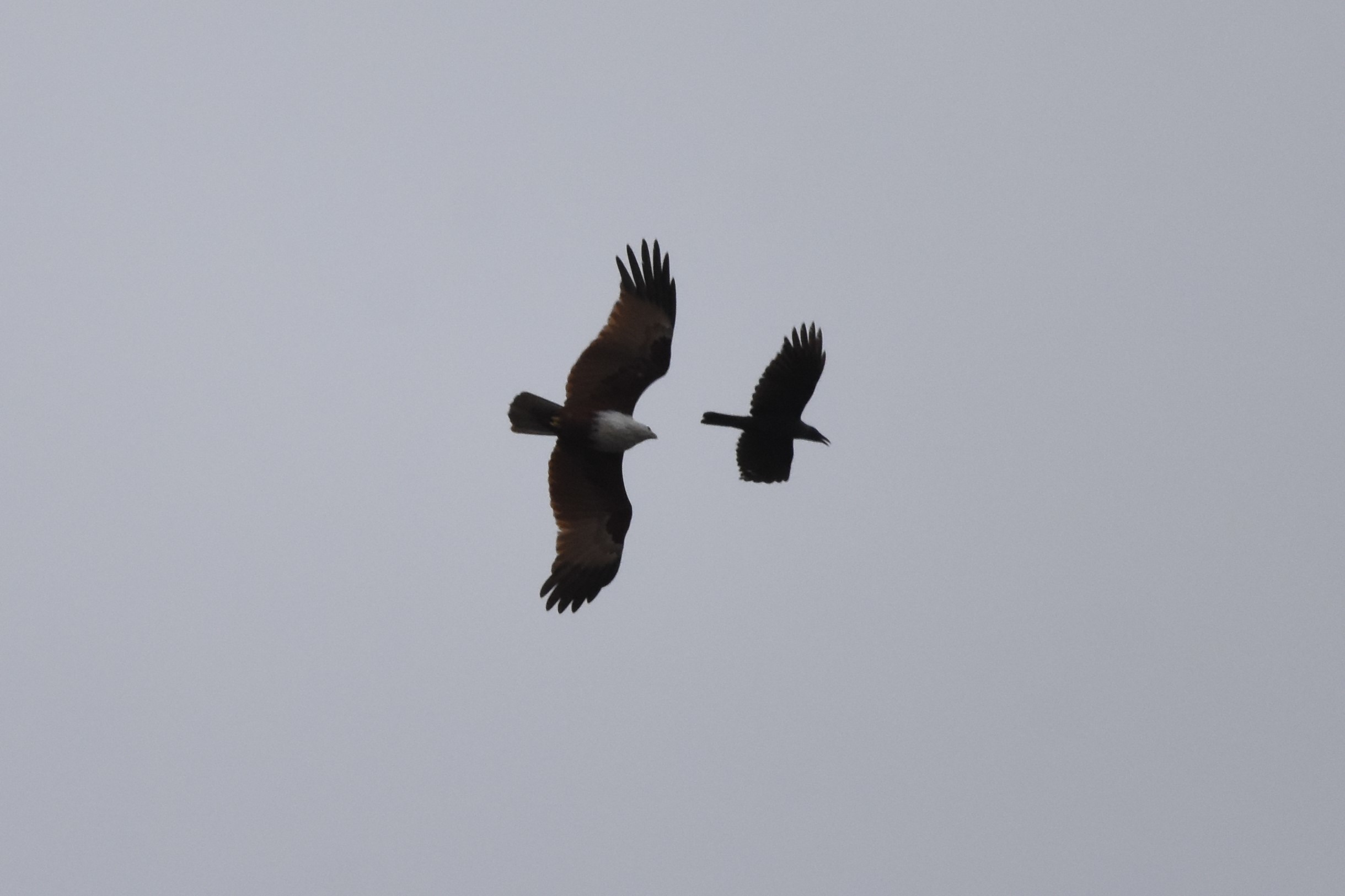 Brahminy Kite、House Crow