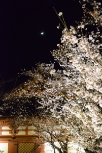 夜桜月