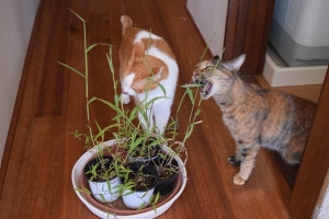 猫草好き