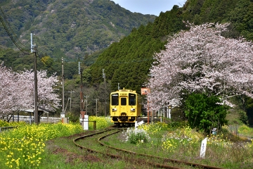 駒鳴駅2020桜(6)