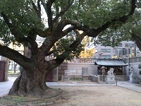 2020_12_11_難波神社の保存樹