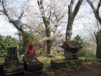 弘法山の桜２２０３３０