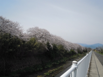 花水川と合流する所の桜２２０４０２
