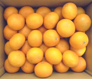 和歌山県産清美オレンジ