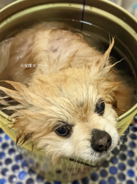 20220417元保護犬（元収容犬）アート入浴中