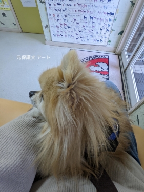 20220422元保護犬（元収容犬）北軽井沢動物病院にいるアート