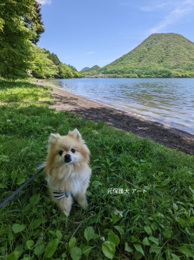 20220524元保護犬（元収容犬）榛名湖と榛名富士とアート