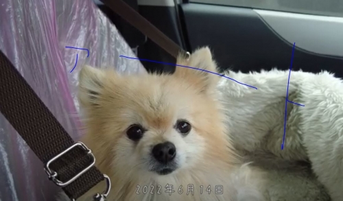 20220614元保護犬（元収容犬）伊勢崎の病院でMRI検査をしたアート