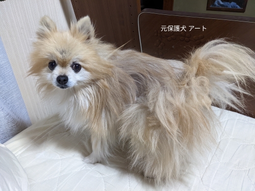 20220705元保護犬（元収容犬）ボッサボサアート