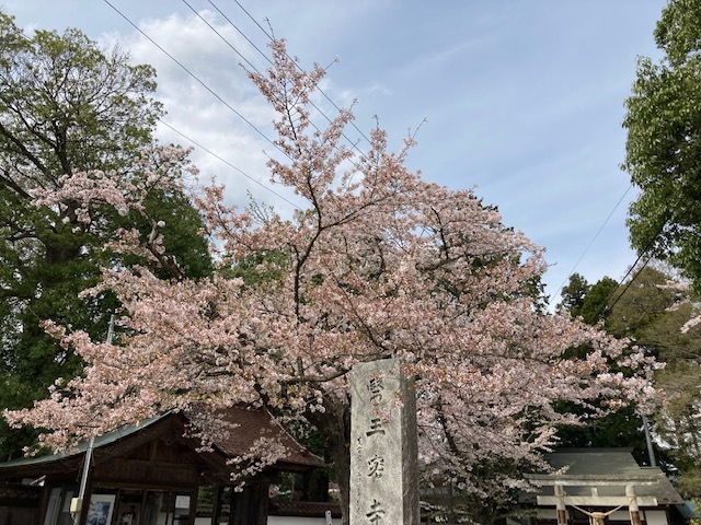 医王寺の桜