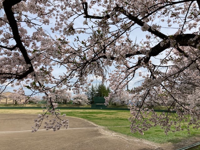 飯坂球場の桜