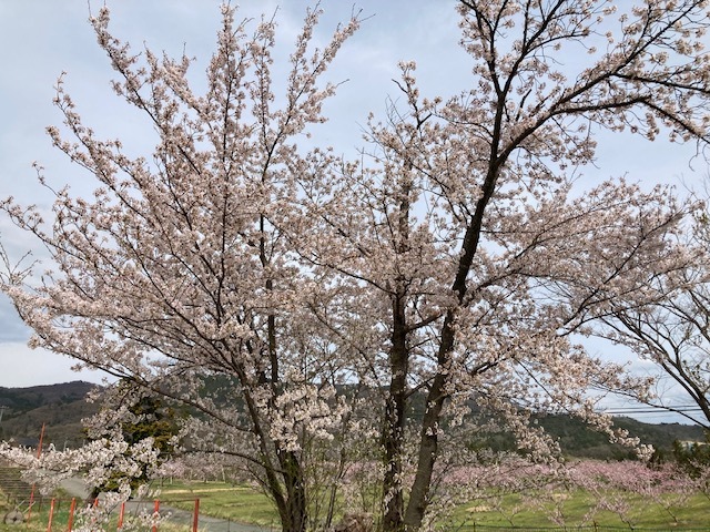 湯野運動場の桜と桃