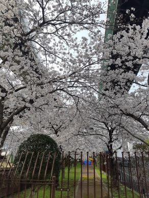 桜1(2020年04月)