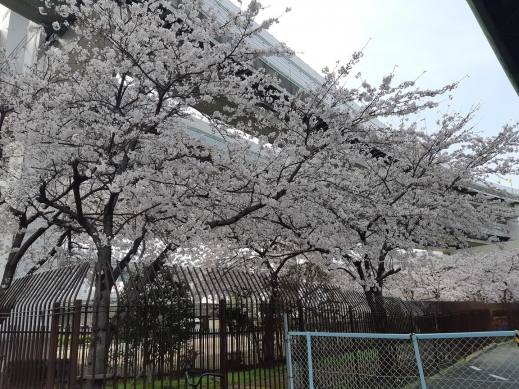 桜2(2020年04月)