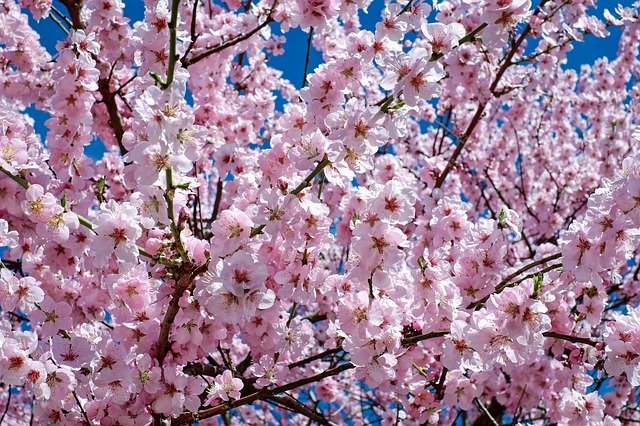 japanese-cherry-trees-2168858_640.jpg