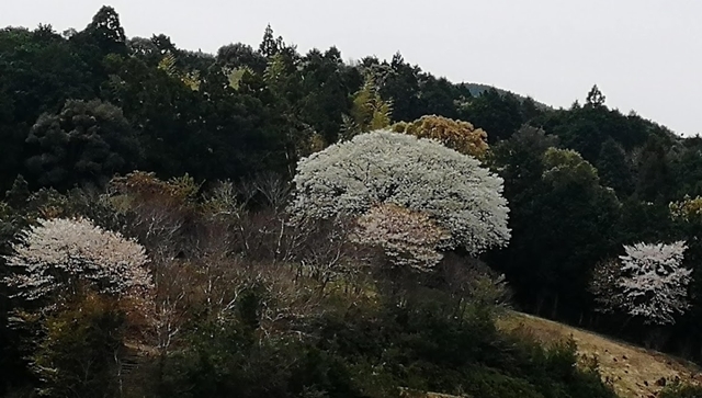 月光桜遠景20220402