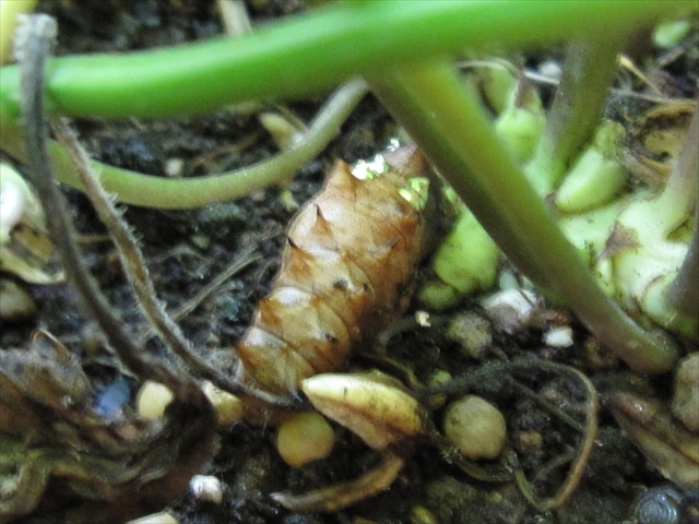 脱落したツマグロヒョウモンの蛹