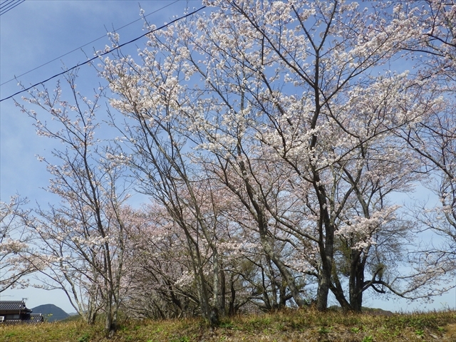 箕田の桜