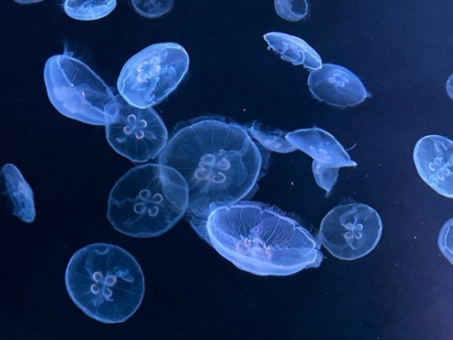 0a 600 jellyfish from y