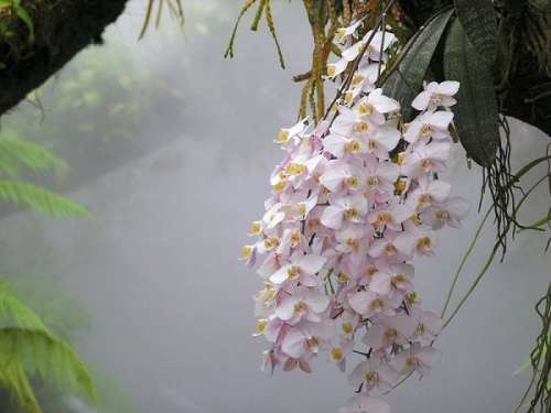 4ba 600 moth orchid