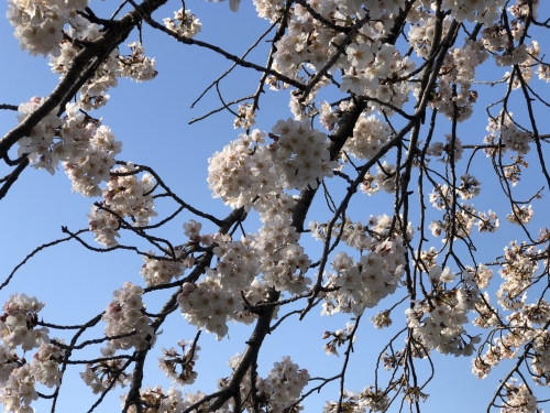 春日部桜