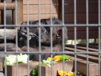 #福岡市動物園 の #チンパンジー