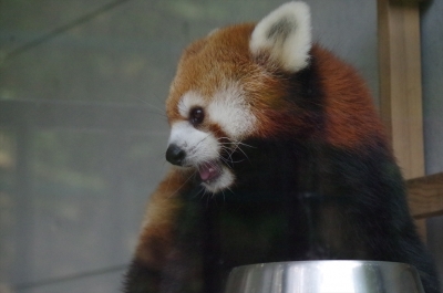 ノゾム君 #福岡市動物園 #redpanda #レッサーパンダ #赤パンダ