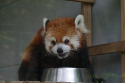 ノゾム君 #福岡市動物園 #redpanda #レッサーパンダ #赤パンダ