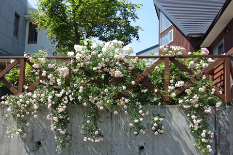 2020-07-12　北海道はバラの季節①