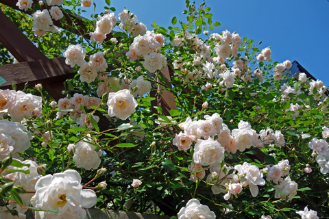 2020-07-12　北海道はバラの季節②