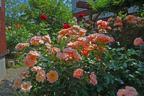 2020-07-12　北海道はバラの季節④