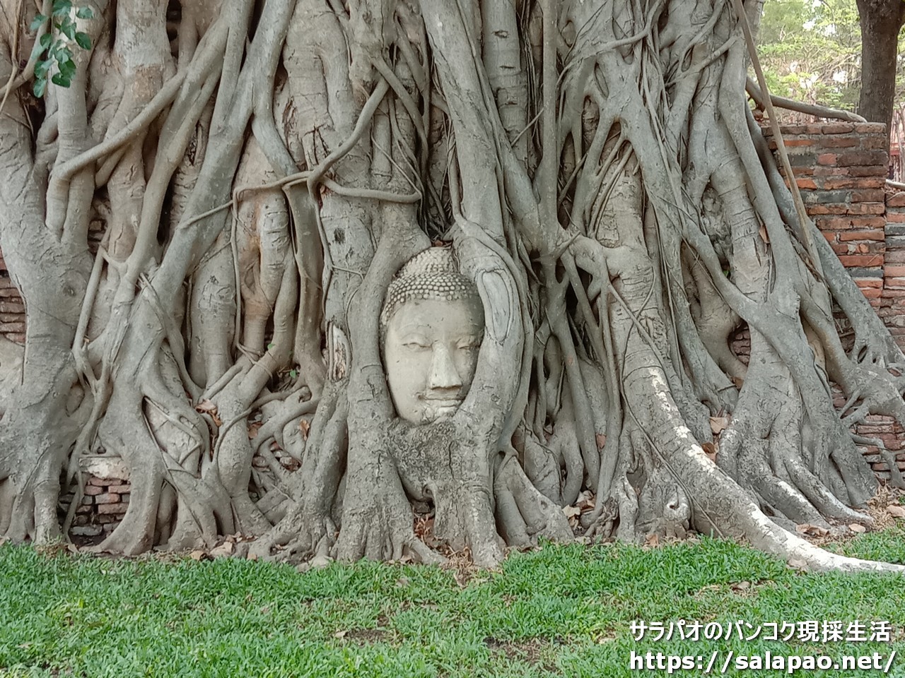 ワット・マハータートにある木の根元にある仏頭はアユタヤ観光の代名詞！