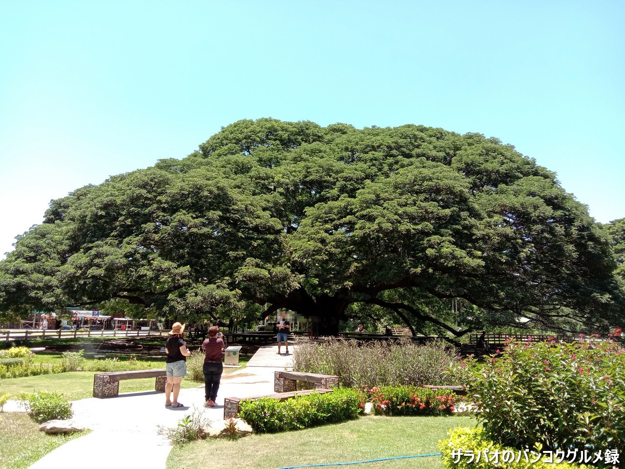 ジャイアント・モンキー・ポッド・ツリーはカンチャナブリにある巨大樹