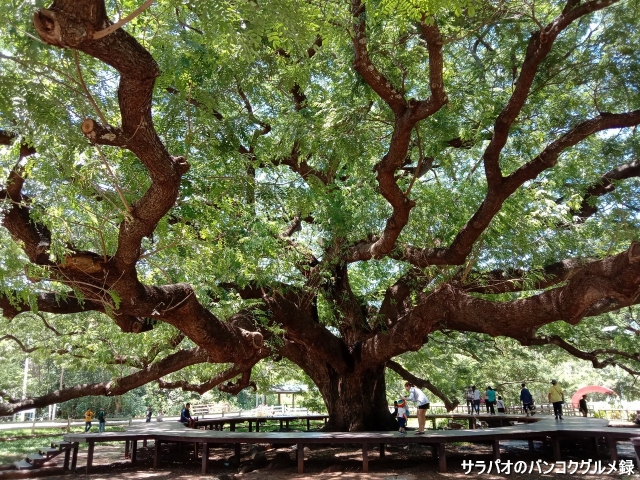 ต้นจามจุรียักษ์（Giant Raintree）