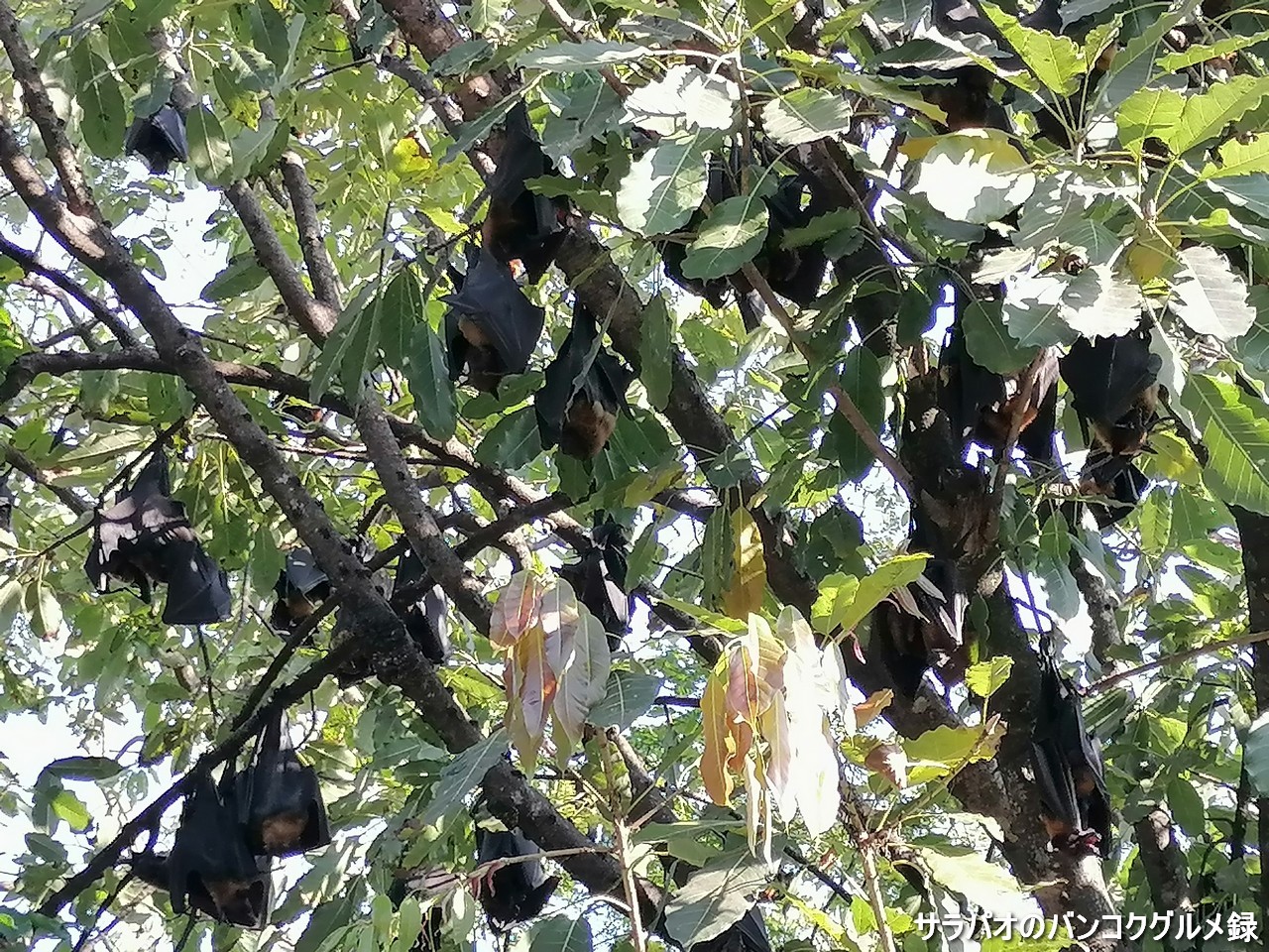 ワット・ポー・バーンクラーはオオコウモリが多く生息するコウモリ寺院＠チャチューンサオ県