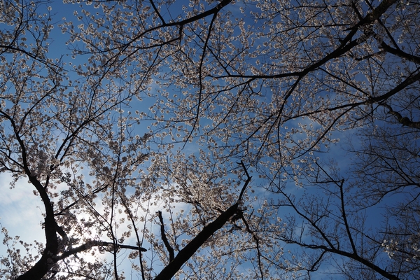 見上げる桜