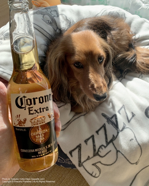 Corona and Dog