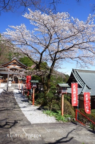 2020年3月浄心寺上段の桜