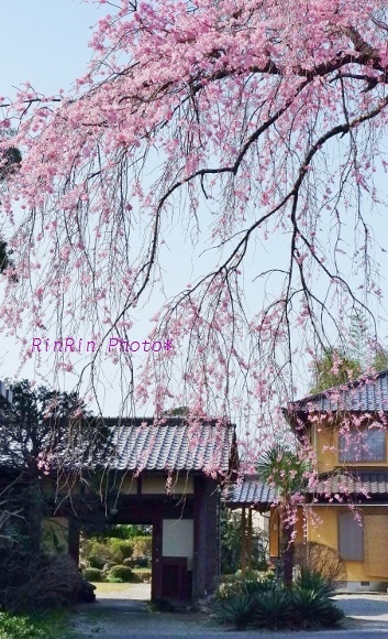 2020年3月日高市趣ある民家の枝垂れ桜