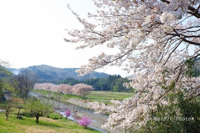 2020年4月成木川の桜