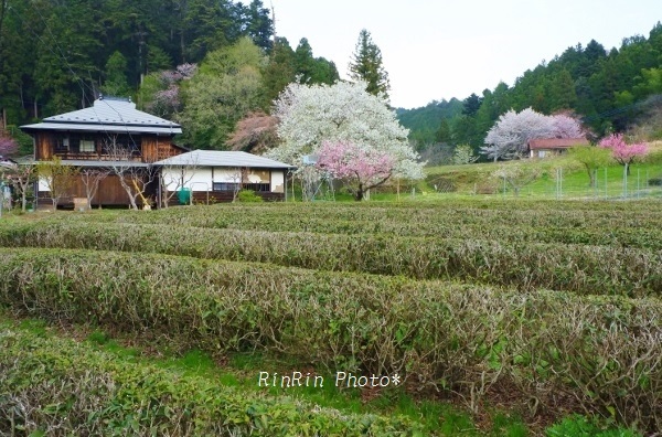 2020年４月上直竹茶畑と花風景