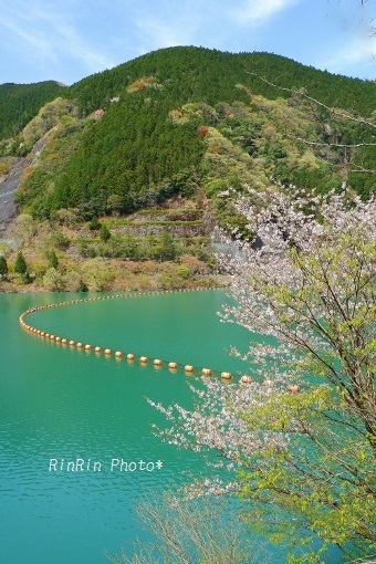 ４月有間ダム(名栗湖)